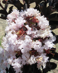 Obraz Lagerstroemia